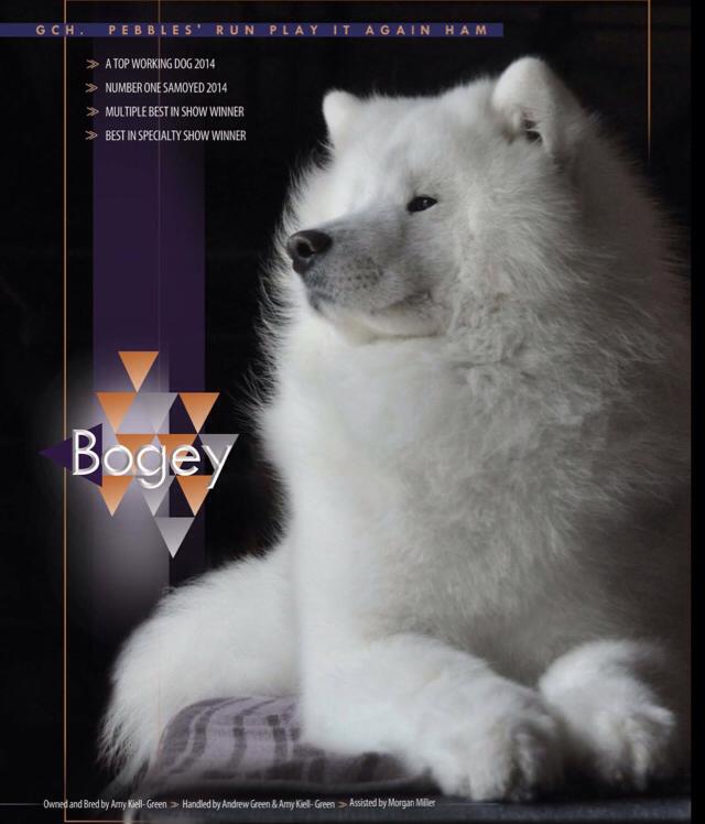 Pebbles run sale samoyeds